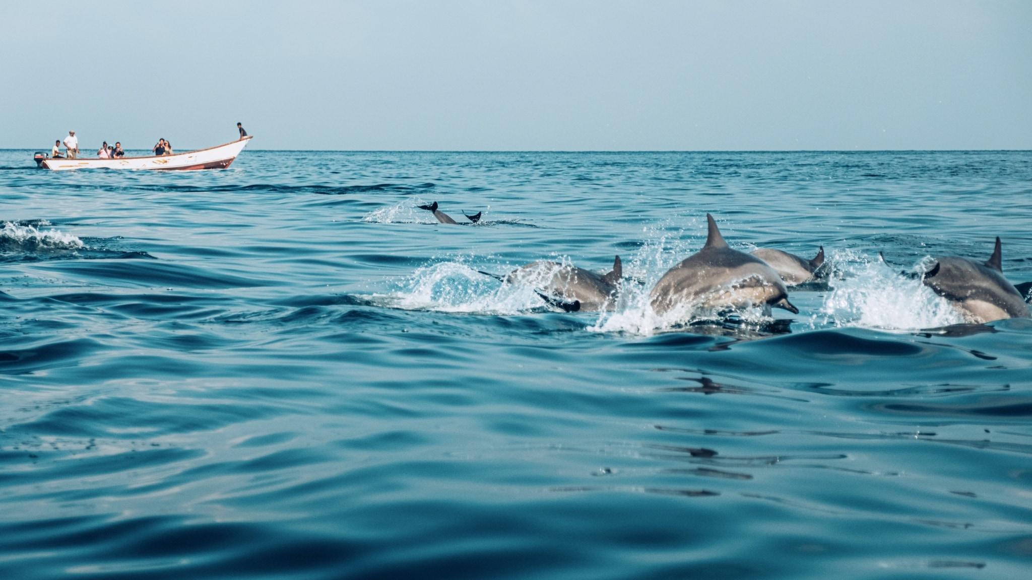 Boat ride and dolphin watching at Bandar Al Khayran