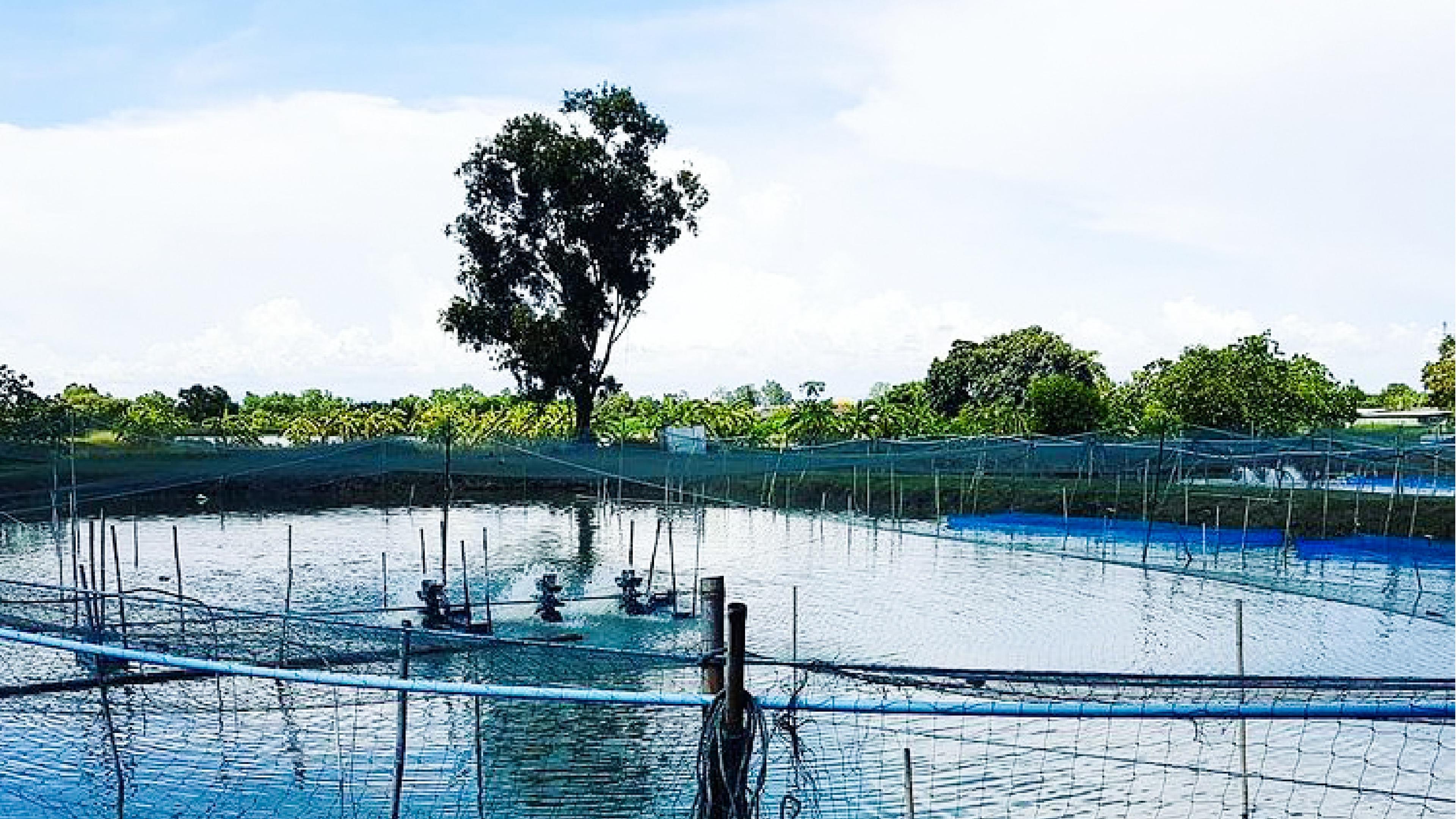 United Aquaculture Fish Farm