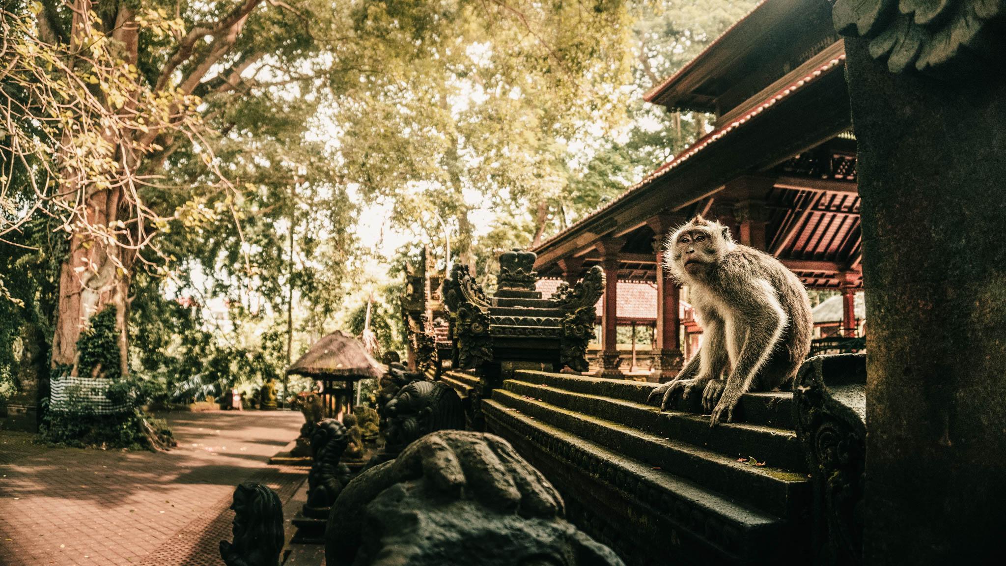 غابة القرود في أوبود