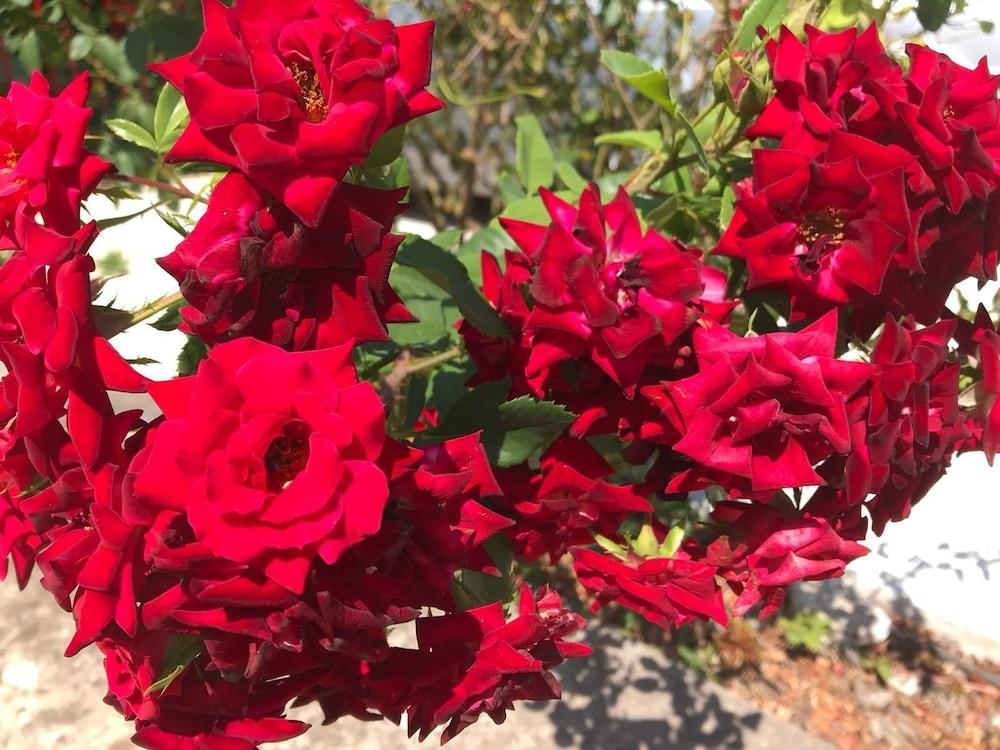 سريسر دوبروفنيك أبارتمنتس يو آر إل آي سي المنطقة المحيطة بالمنشأة