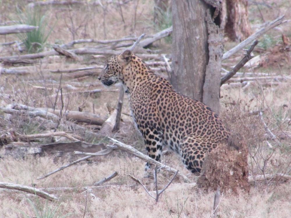 Yala Avian Eye Safari Exterior
