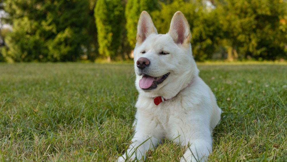 ماجنوسون هوتل ووزون أخرى