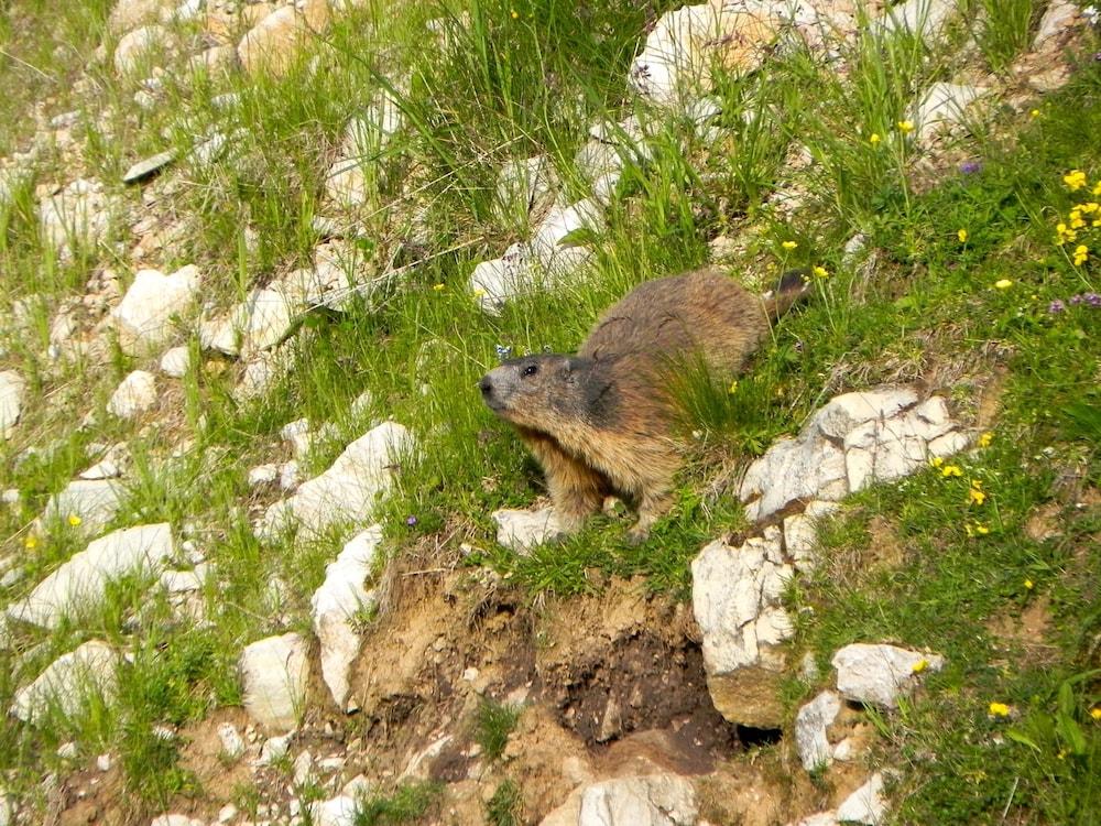 Rifugio Monte Baldo Property Grounds