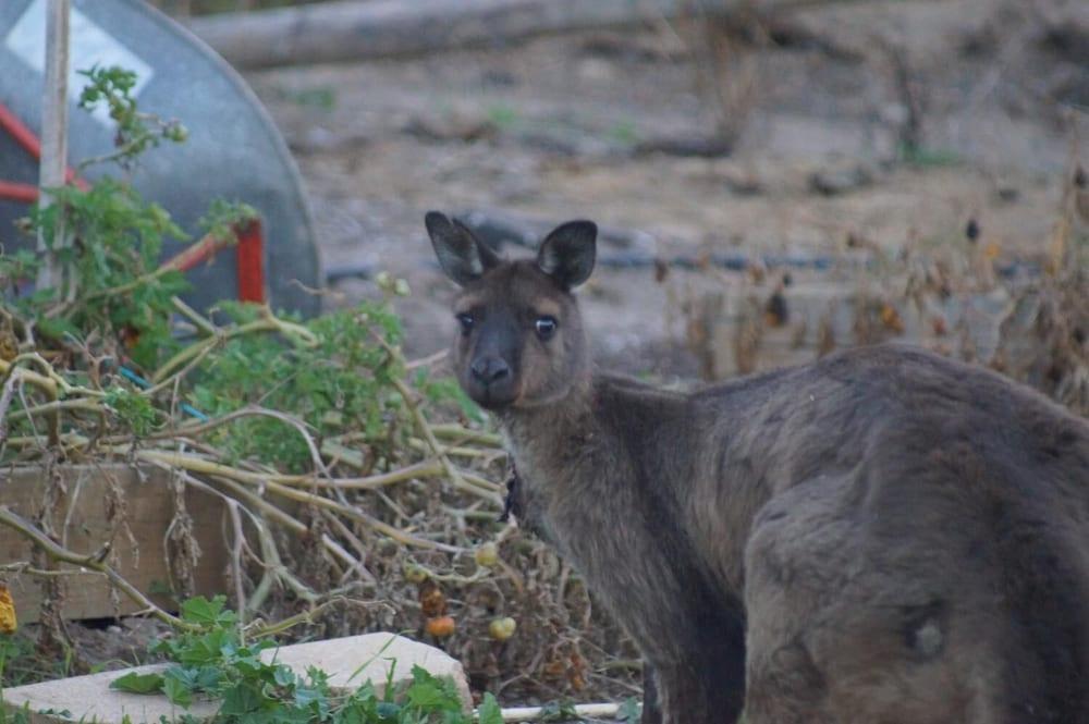 Lindsays of Kangaroo Island Property Grounds