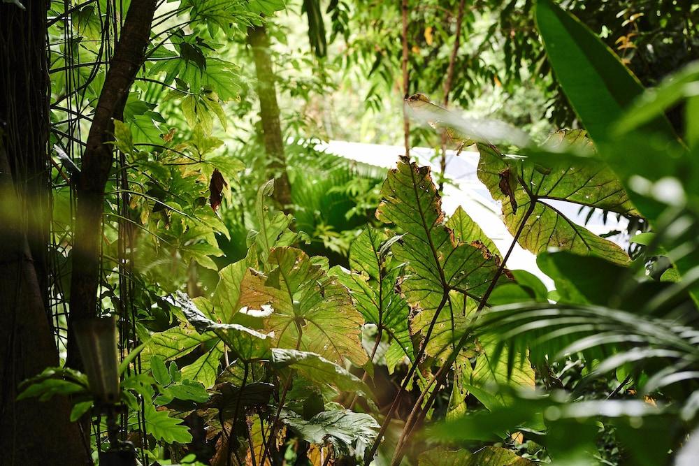 Daintree Ecolodge Exterior