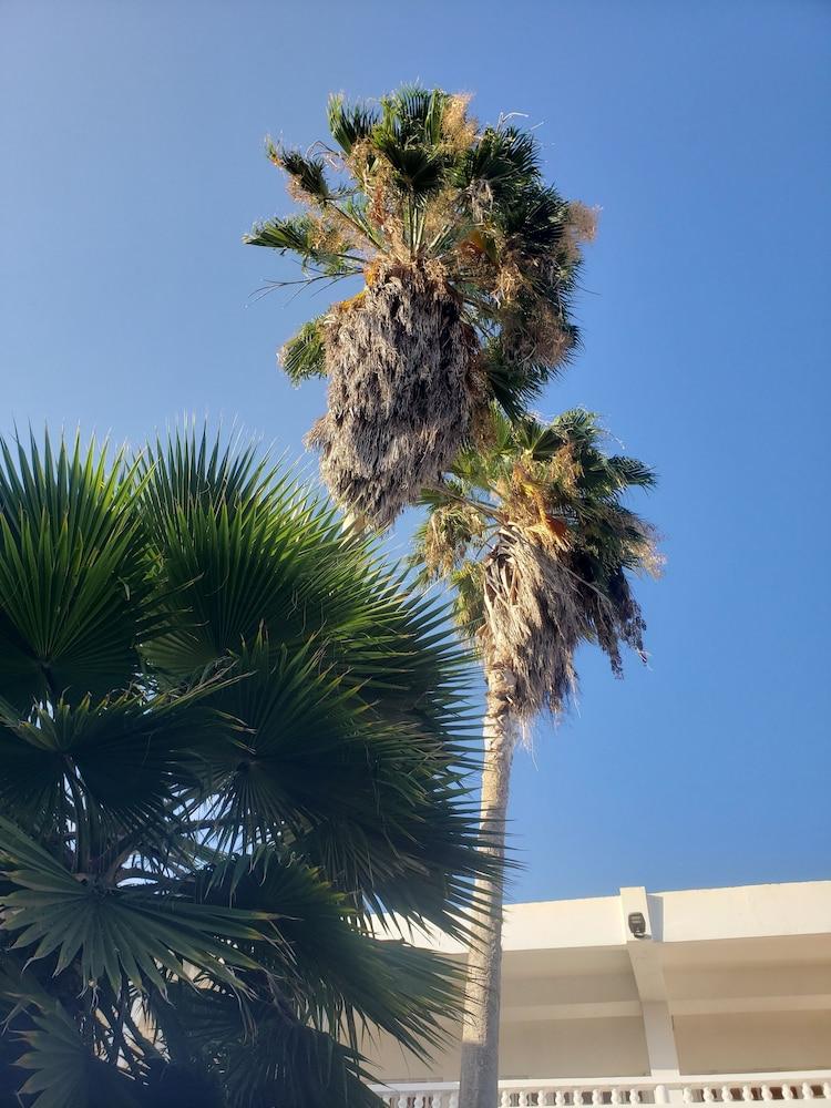 Sea Shell Palms