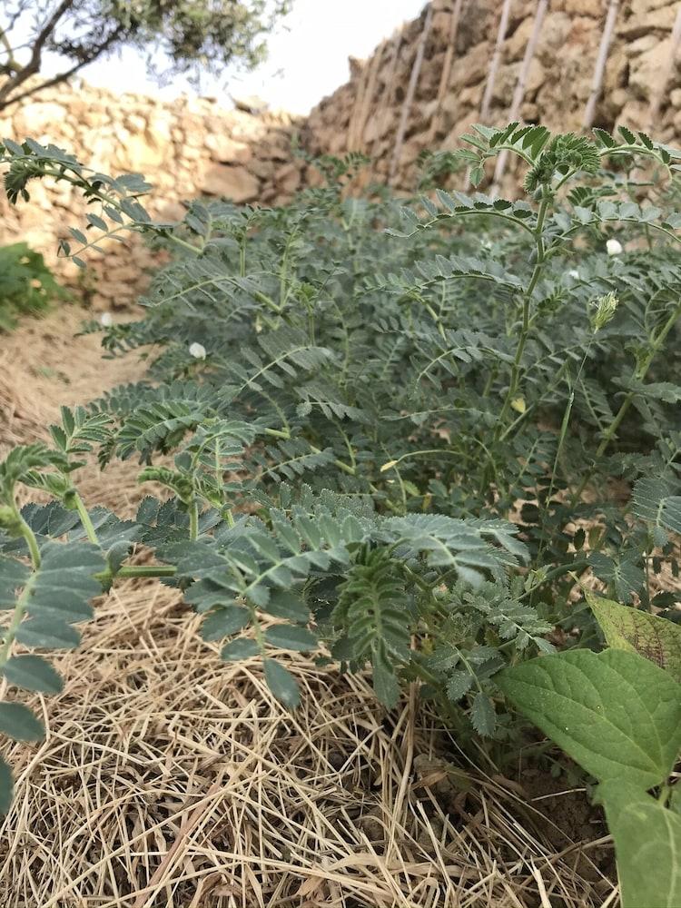 دار إل-هينا أورجاني بي آند بي المنطقة الخارجية