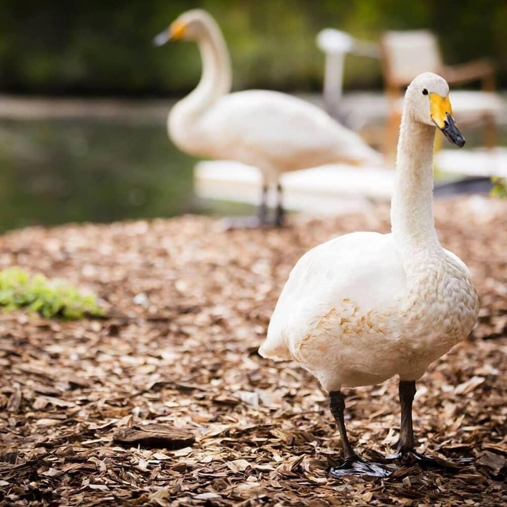 Swan Lake Resort Rentals - Featured Image