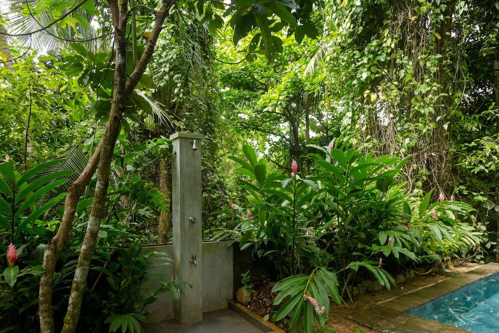 Ceylon Olive - Property Grounds