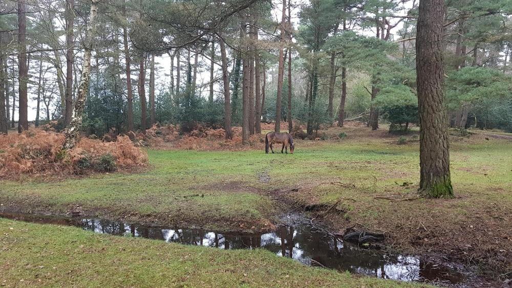 New Forest Lodge - Property Grounds