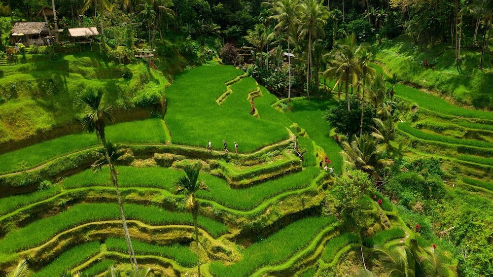 Alila Ubud. Bali - Aerial View