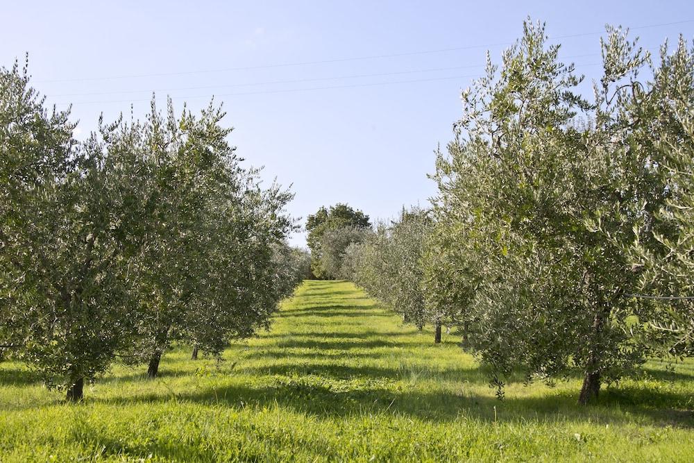 Villa Campestri Olive Oil Resort - Property Grounds