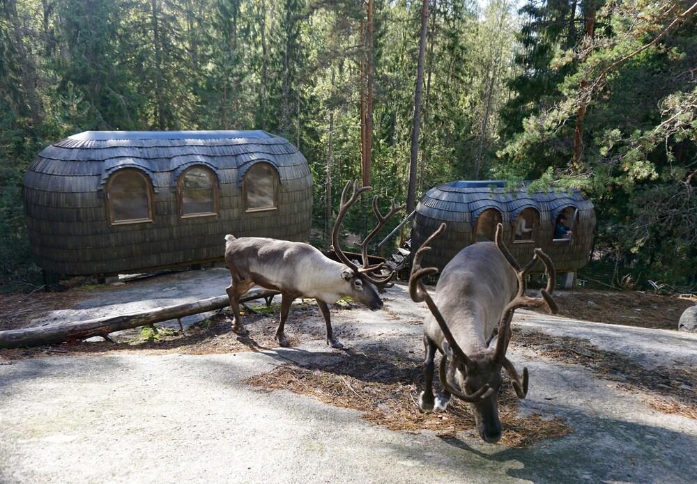 Igluhut sleeping with reindeer - Featured Image