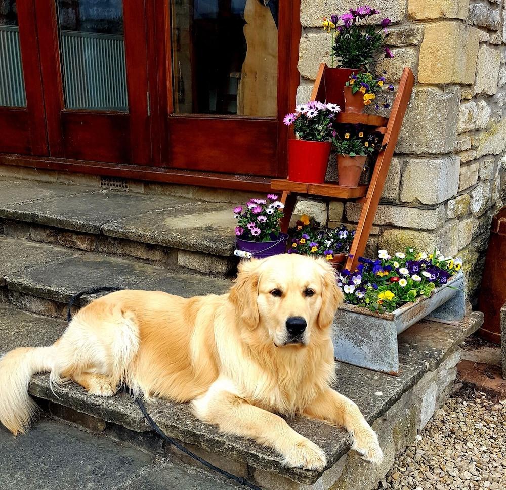 The Old Stables Bed & Breakfast - Pet-Friendly