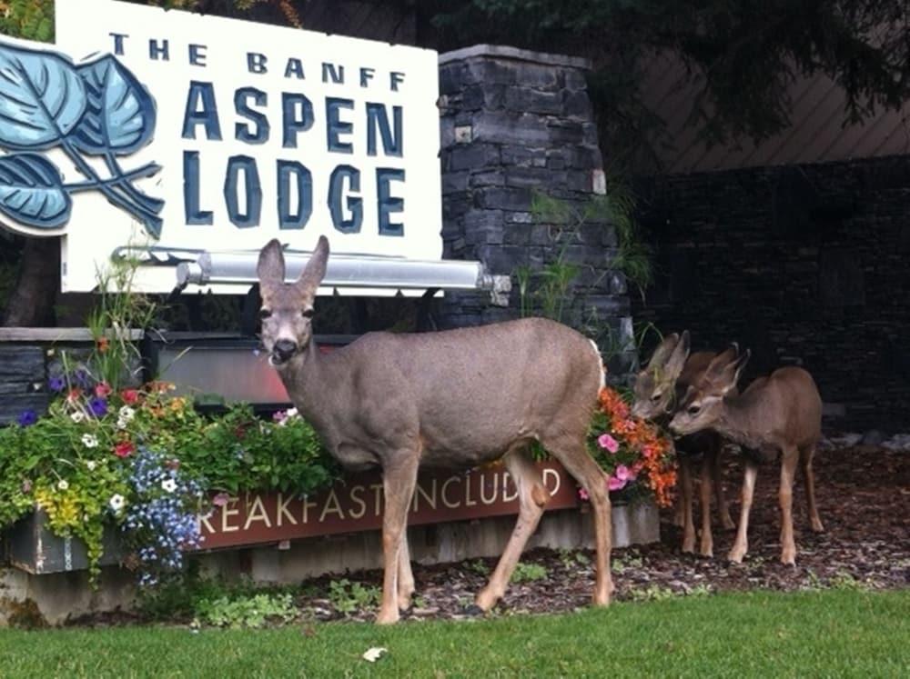 Banff Aspen Lodge - Property Grounds