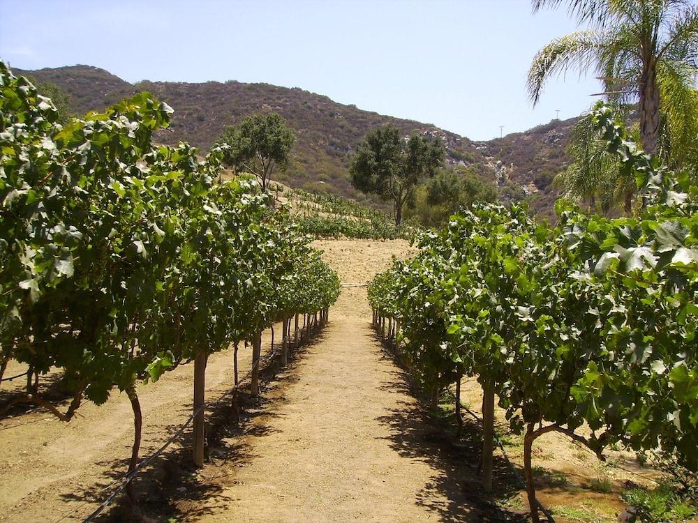 Vineyard Hacienda - Property Grounds