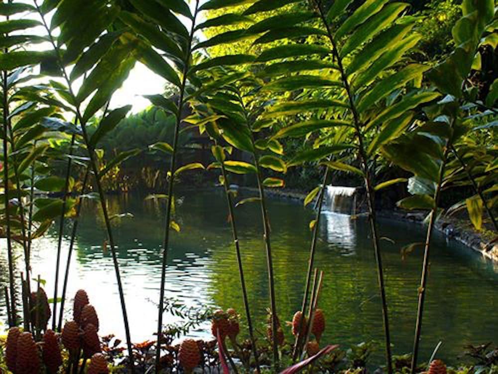 The Aura Shanti Retreat - Natural Pool
