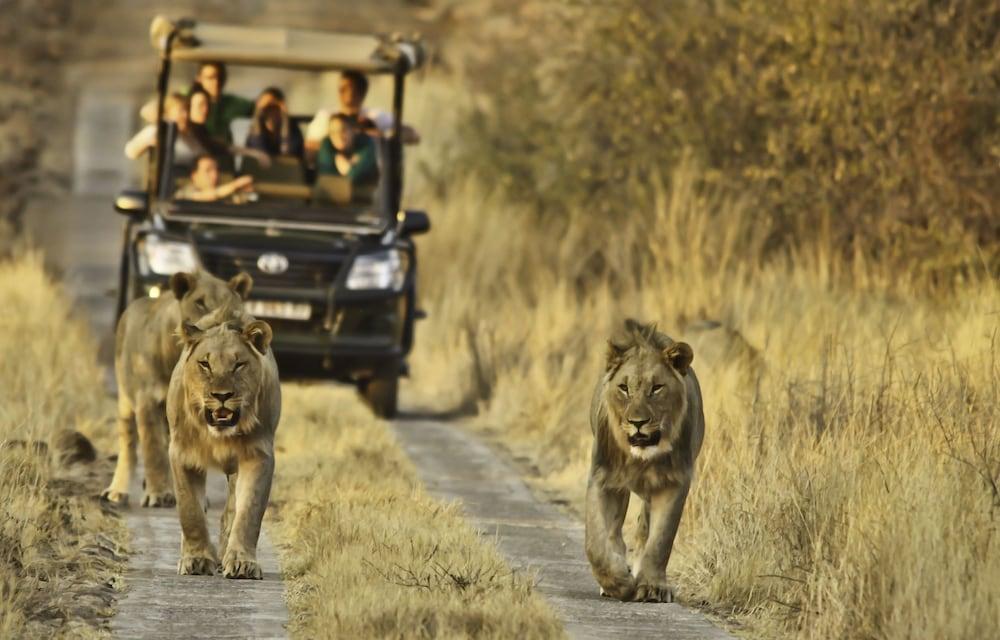 Morokolo Safari Lodge - Featured Image