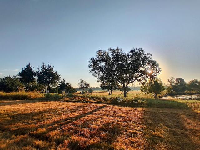 ذا ييلو روز أوف تكساس